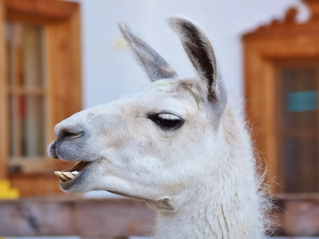 Lama