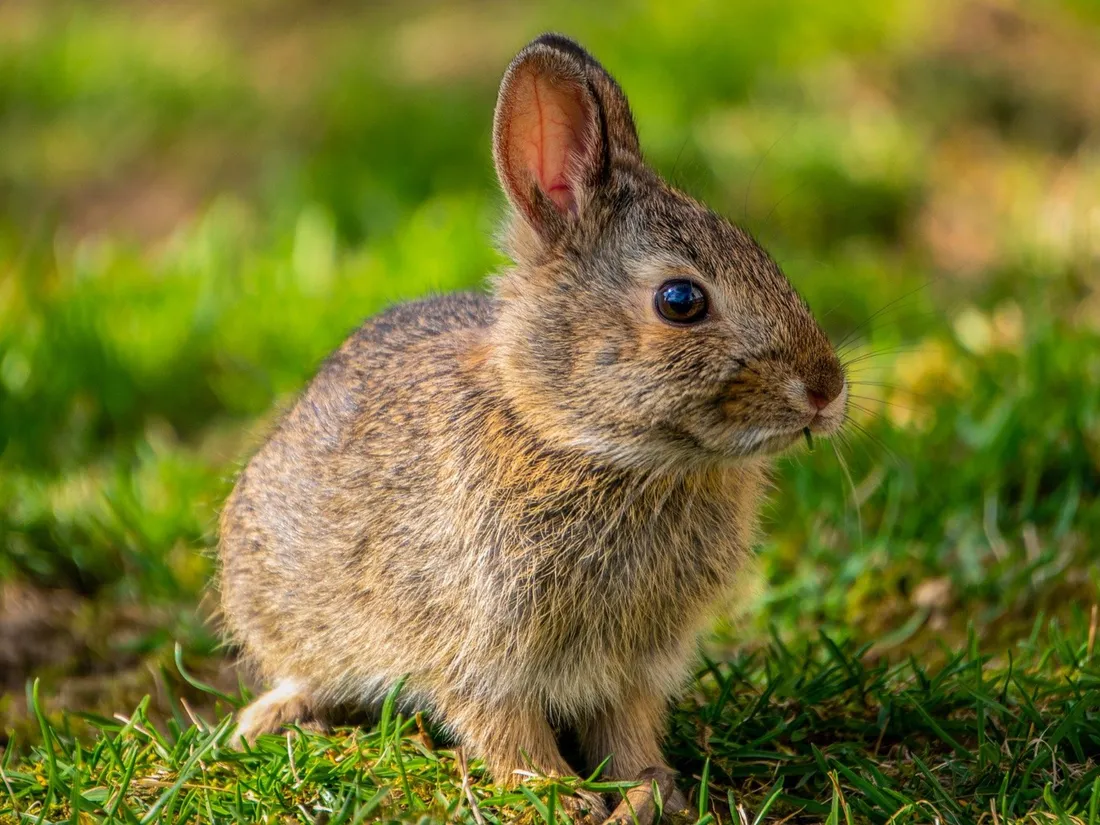 Les lapins installés aux Invalides ne pourront plus être tués !