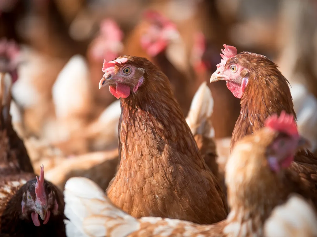 Poules
