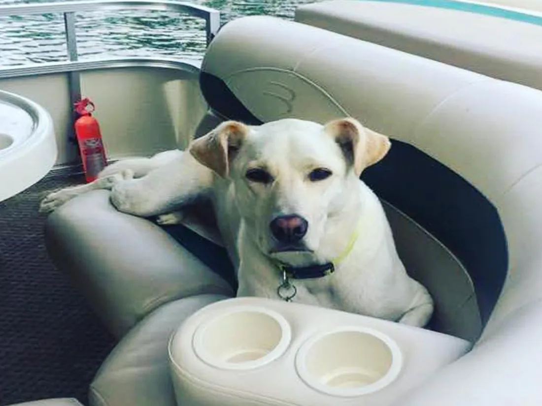 Ce chien plane complètement et fait le buzz sur Tik Tok