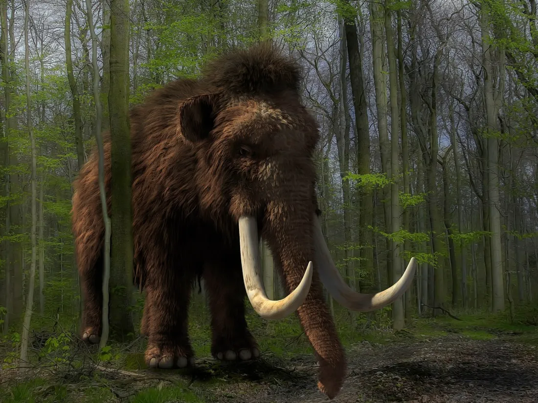 Mammouth