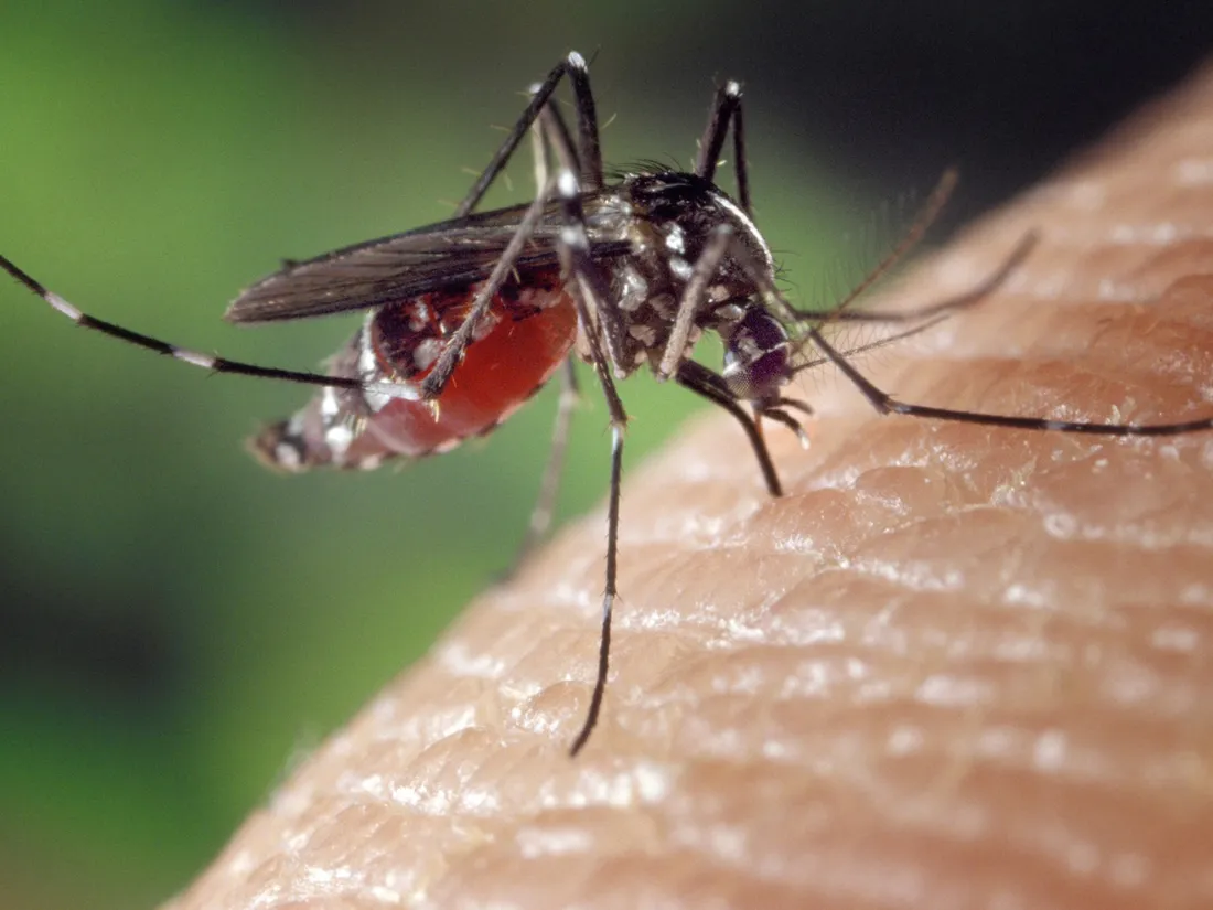 Dengue : des opérations de démoustication menées en Île-de-France