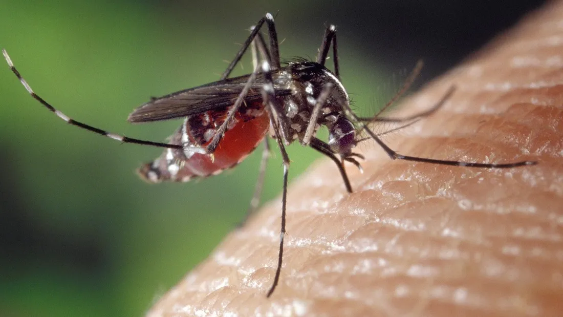 Les moustiques peuvent notamment transmettent la fièvre du Nil.