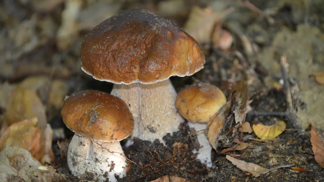Les cèpes figurent parmi les champignons les plus savoureux.