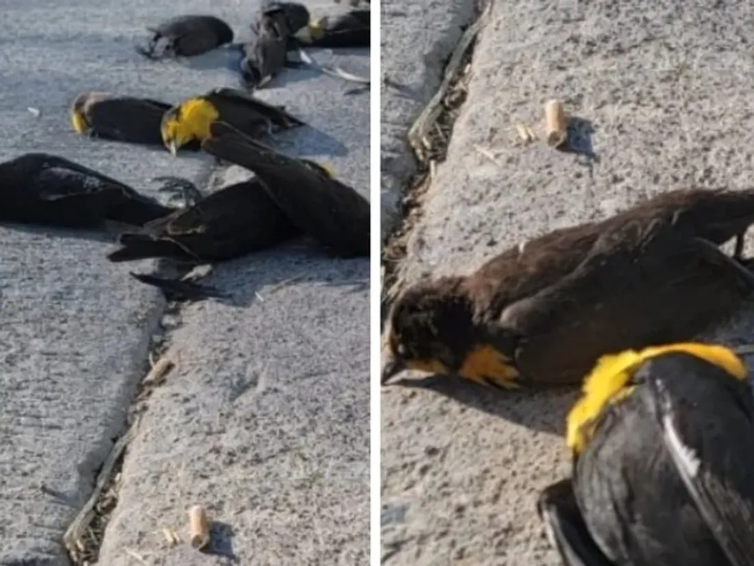 Oiseaux Morts Mexique