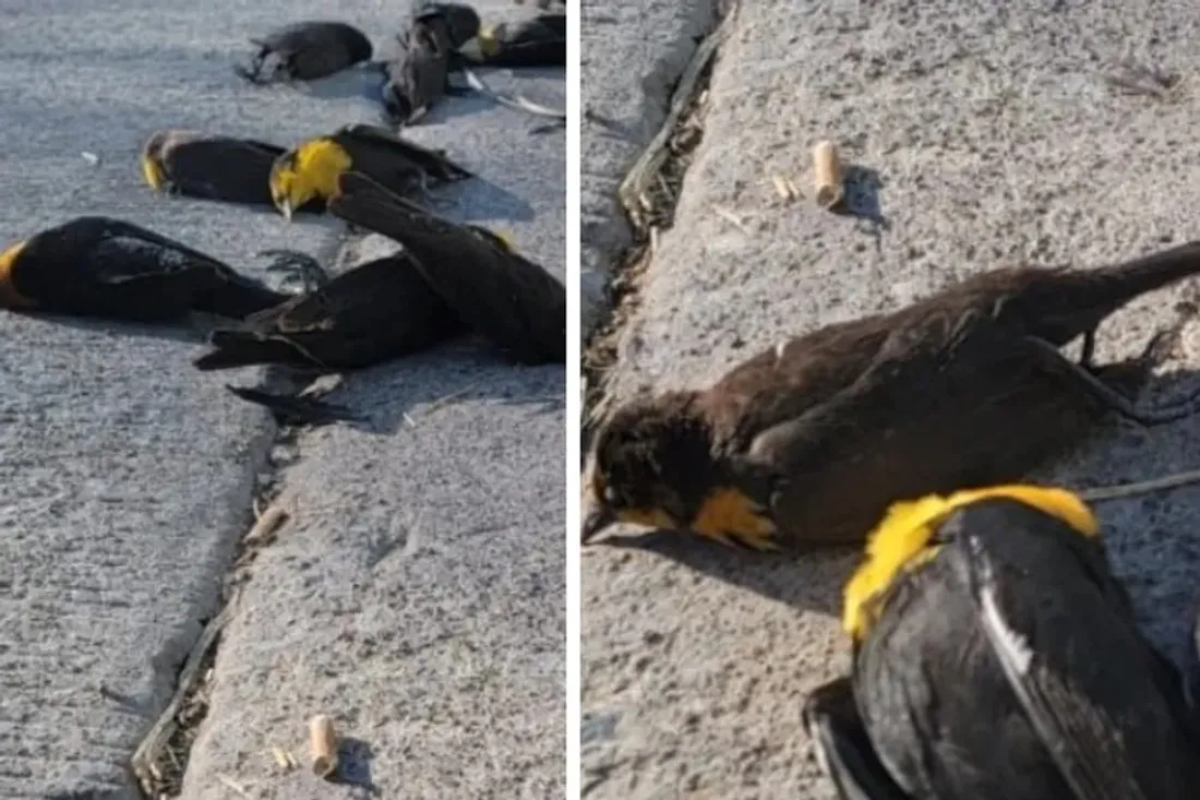 Oiseaux Morts Mexique