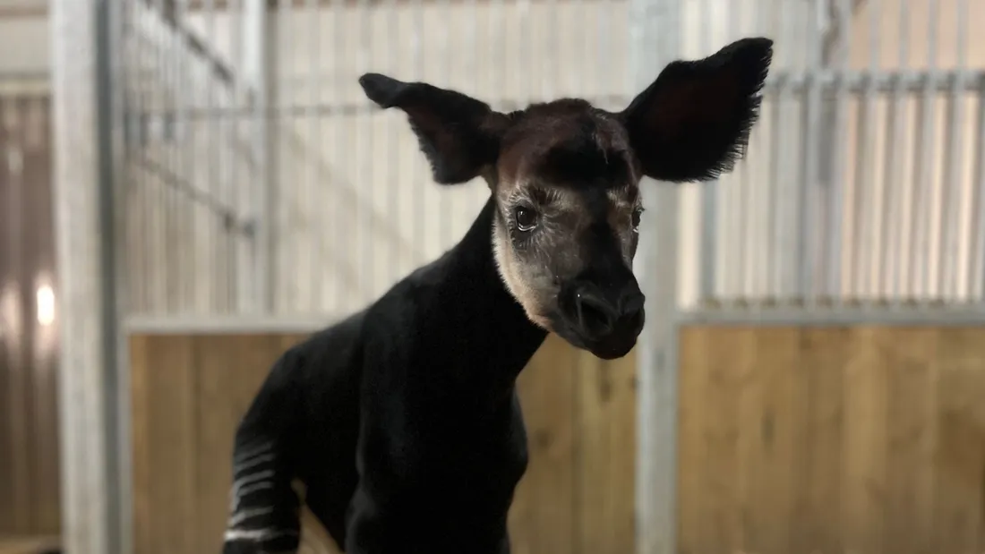 Naissance d’un bébé okapi au Bioparc ! 