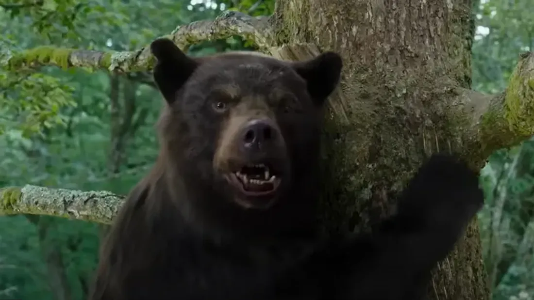 « Cocaine Bear » : le film inspiré de l'histoire vraie d'un ours sous coke