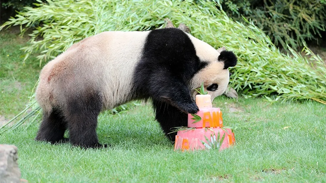 Le panda Yuan Meng.