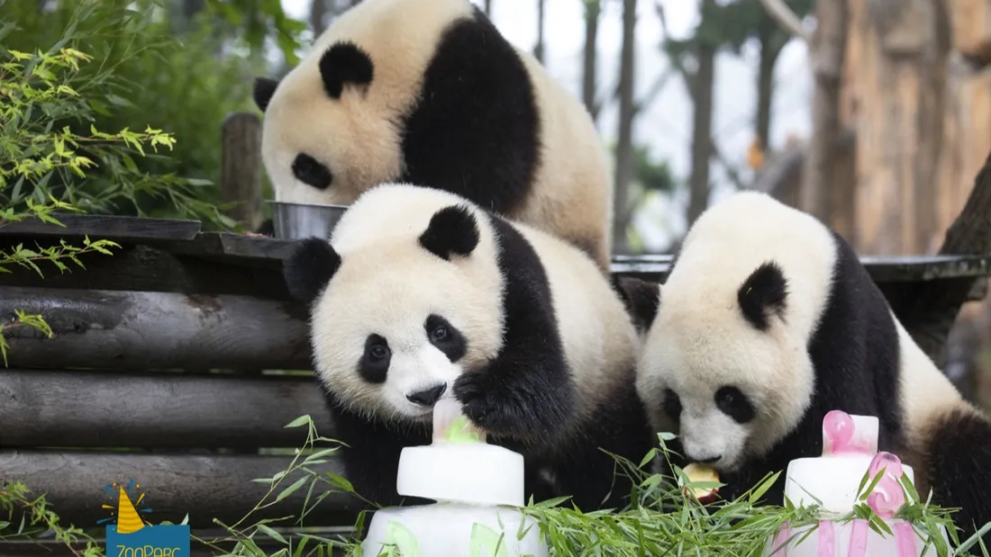 Les jumelles pandas du ZooParc de Beauval.