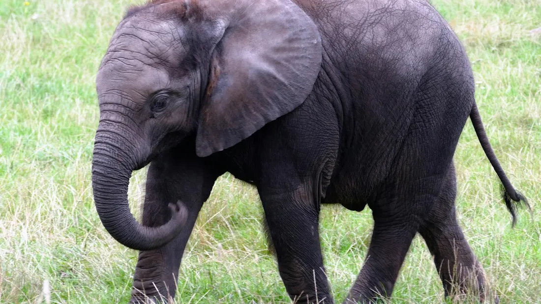 Le Botswana menace d’envoyer 20 000 éléphants en Allemagne