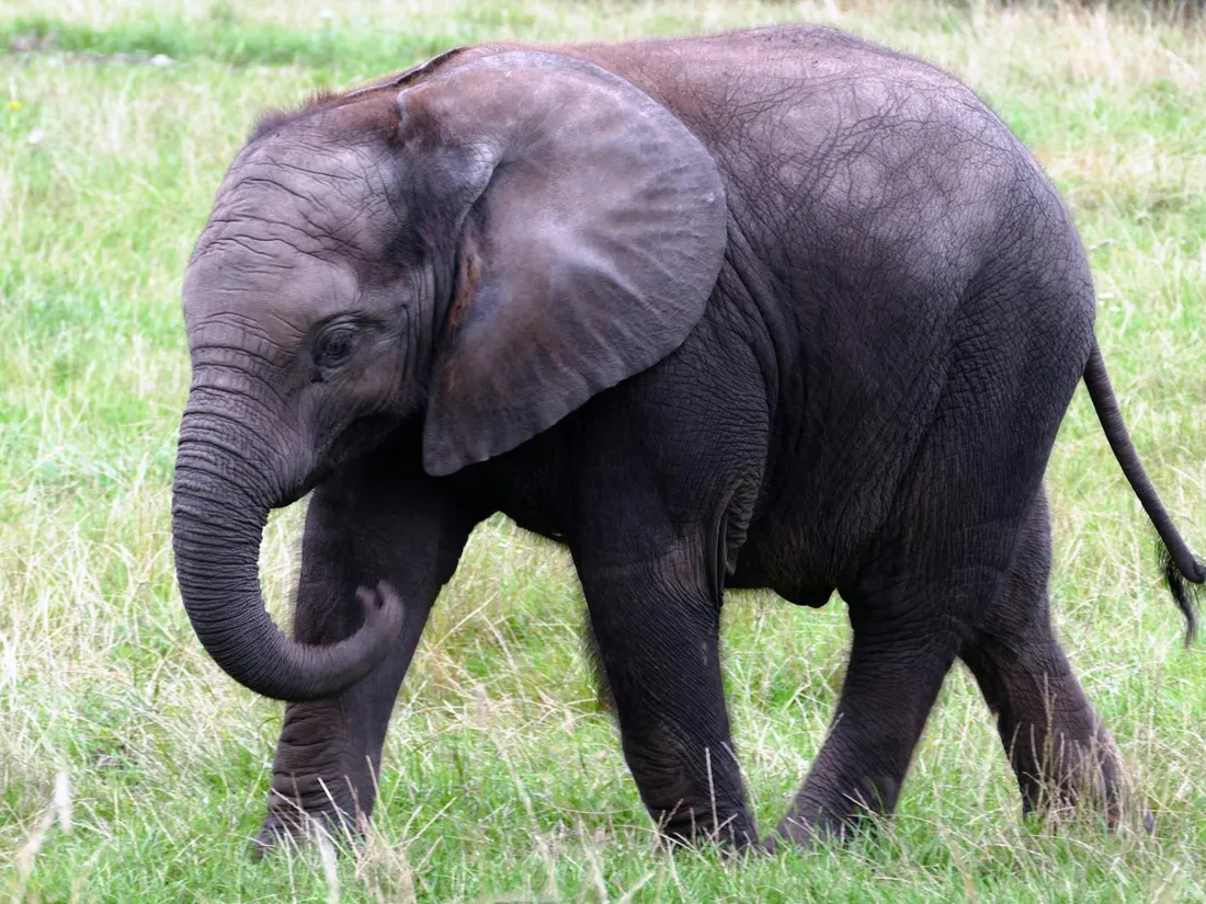 Le Botswana menace d’envoyer 20 000 éléphants en Allemagne
