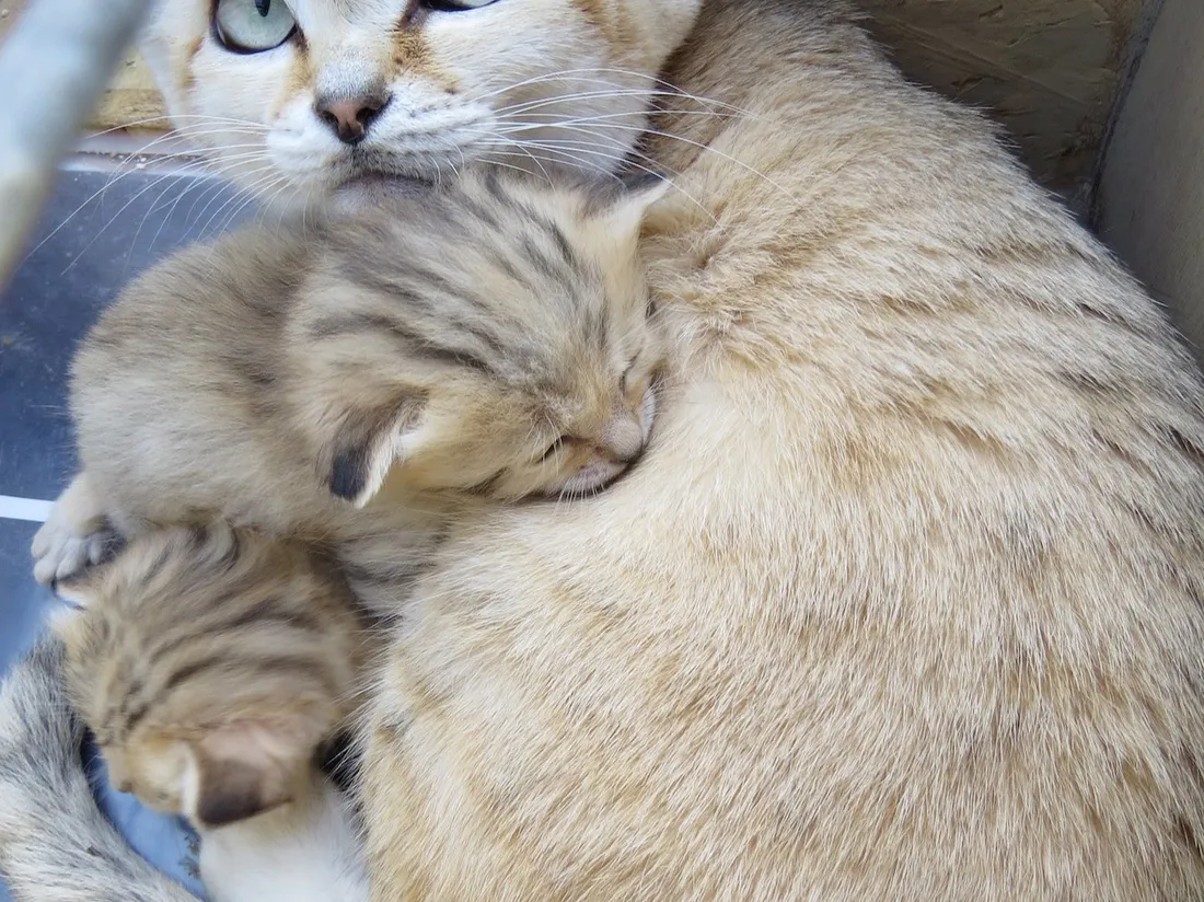 Bébés félins