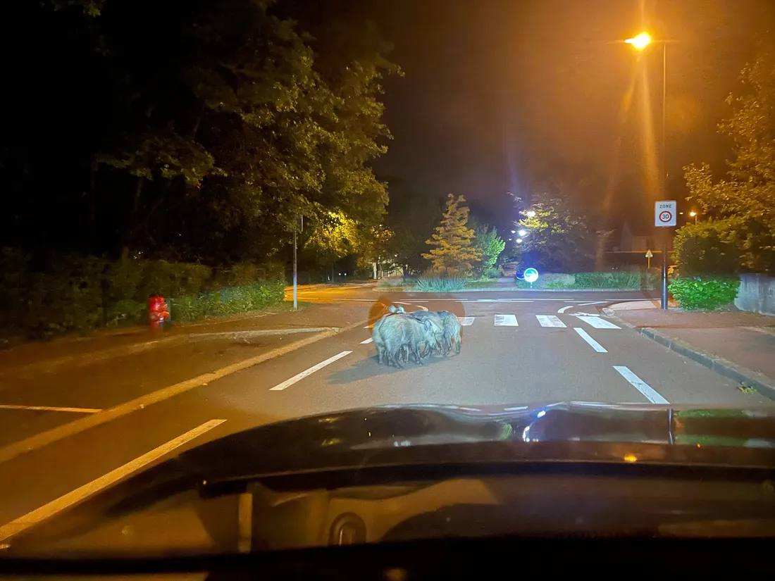 Guyancourt : un automobiliste tombe nez à nez avec… une famille de sangliers ! 