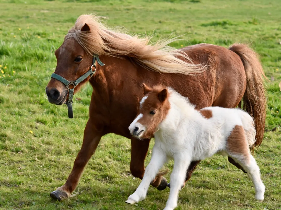 Paris : les balades à poney bientôt interdites au nom du bien-être animal ?