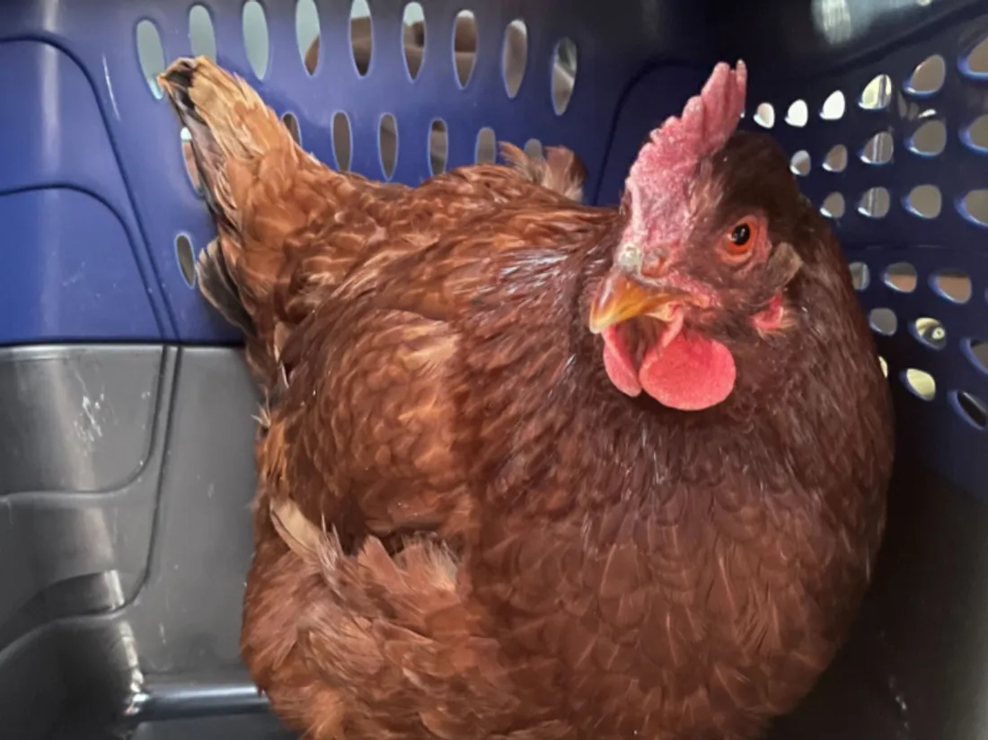 Une poule arrêtée alors qu’elle tente d'entrer au Pentagone