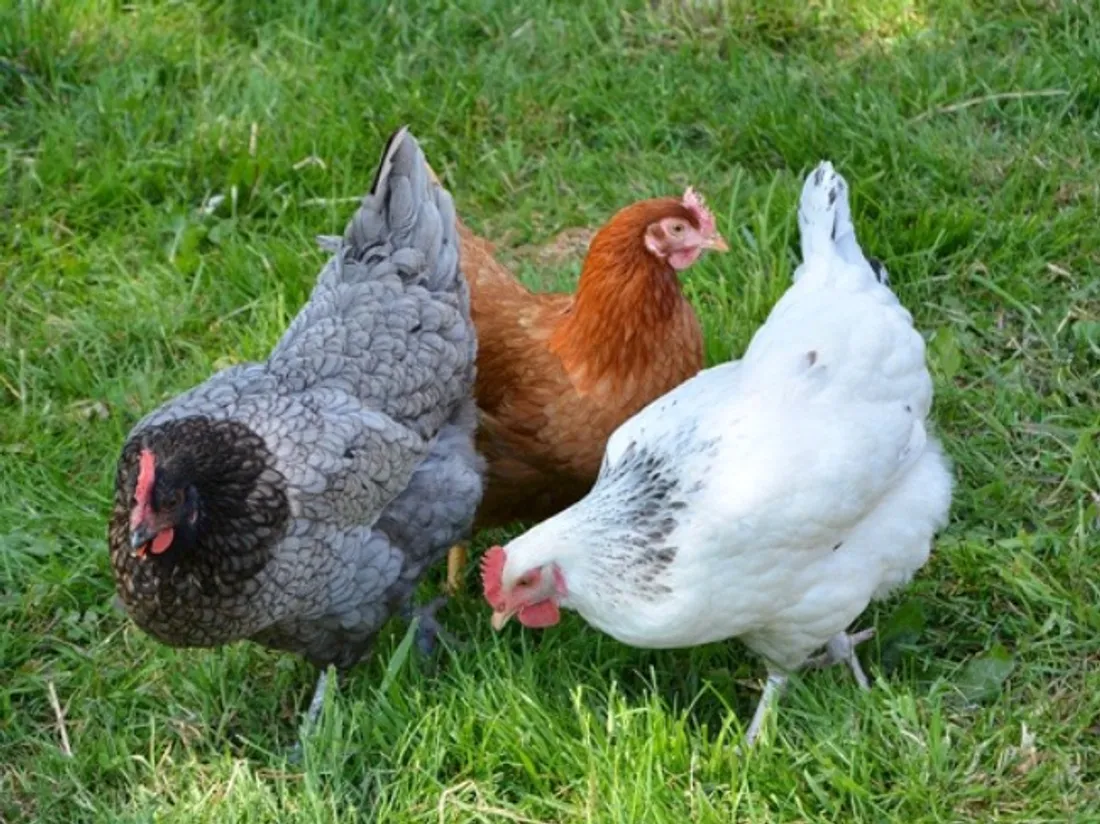 Comme les humains, les poules rougissent