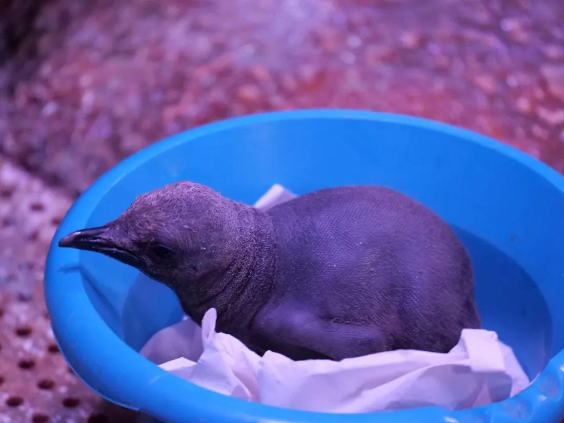 Deux manchots royaux sont nés à l’aquarium de Sea Life Paris