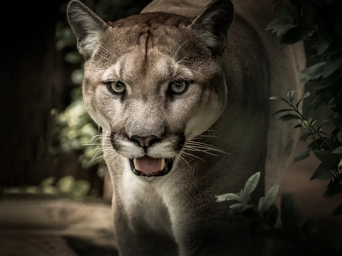 Un puma affamé s'attaque à un enfant de 5 ans