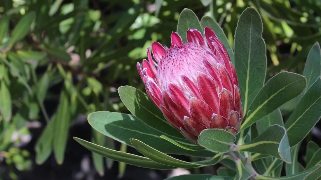 La "Protea caffra" une fleur à connotation raciste ?