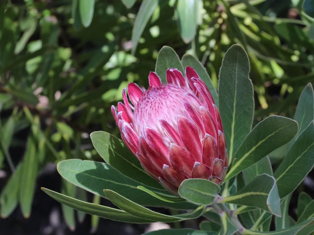 La "Protea caffra" une fleur à connotation raciste ?