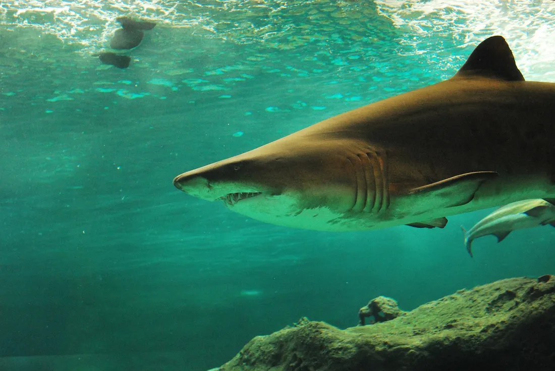 Et si les bouchons de champagne étaient finalement plus dangereux pour l'homme que les requins ?