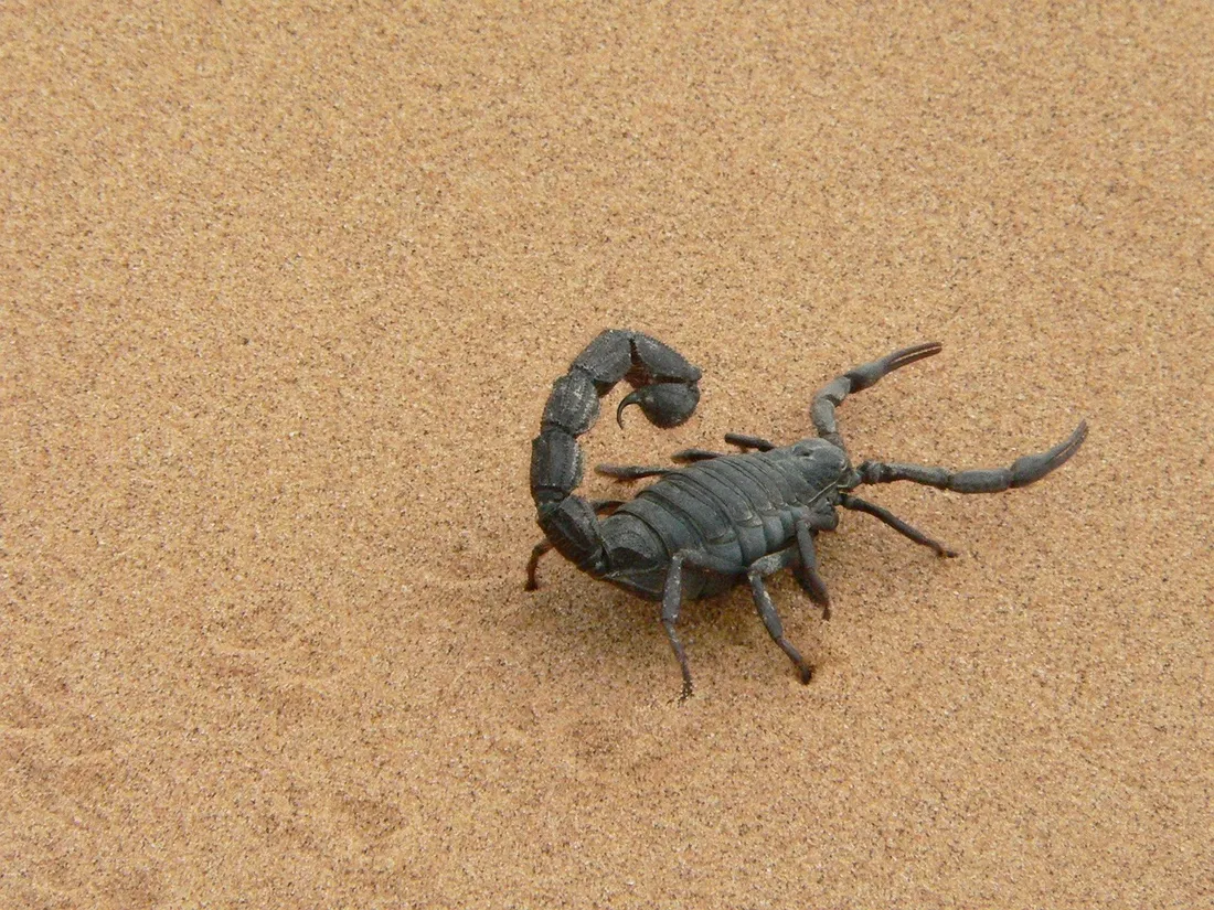 Le passager d'un avion gravement piqué par un scorpion en plein vol