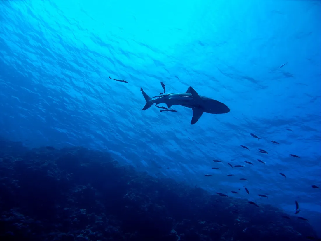 Un phénomène de parthénogenèse observée chez des requins en Sardaigne.