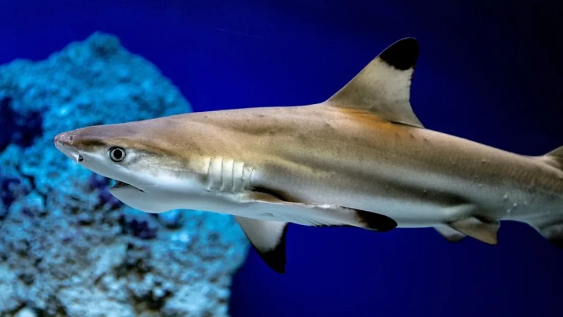 Des requins testés positifs à a cocaïne