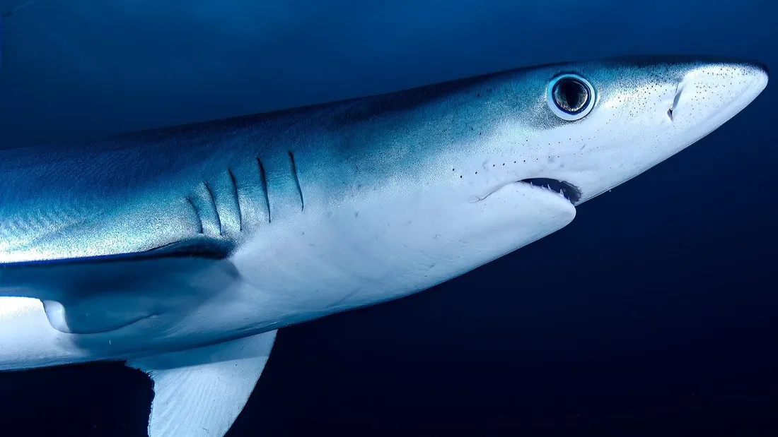 La fondation Oswaldo Cruz a étudié la concentration de cocaïne dans le corps de plusieurs requins. 