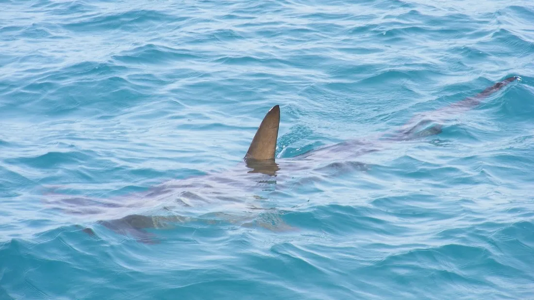 Un requin de 3 mètres de long qui s’est dangereusement approché le long des côtes espagnoles.