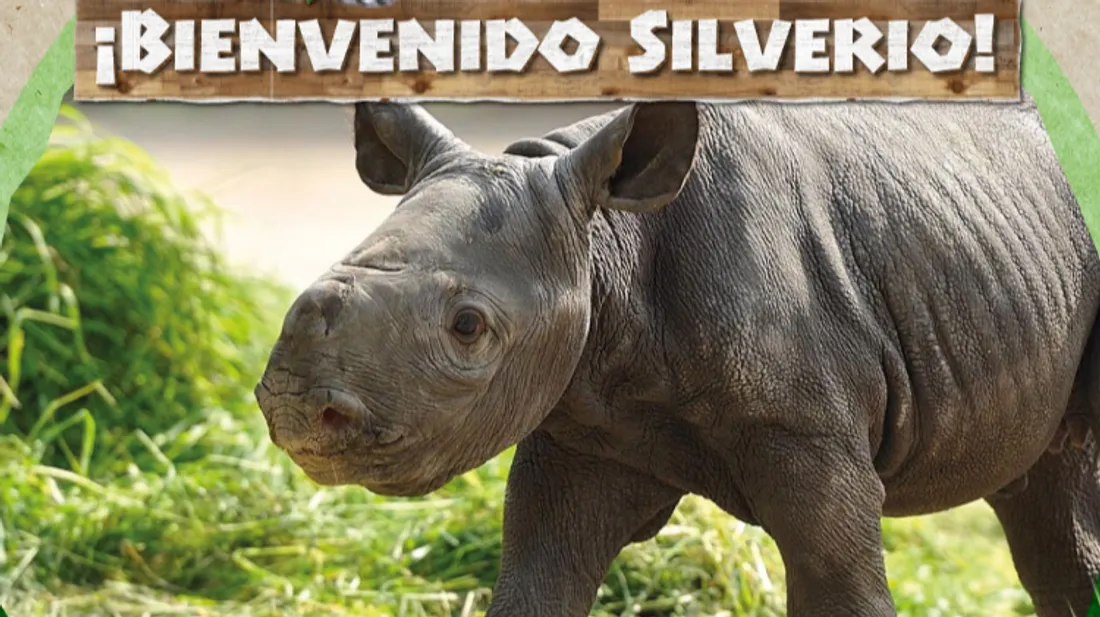 Silverio, le rhinocéros blanc est né dans un zoo de Santiago du Chili.