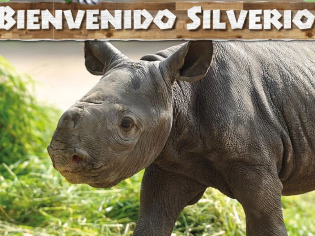 Silverio, le rhinocéros blanc est né dans un zoo de Santiago du Chili.