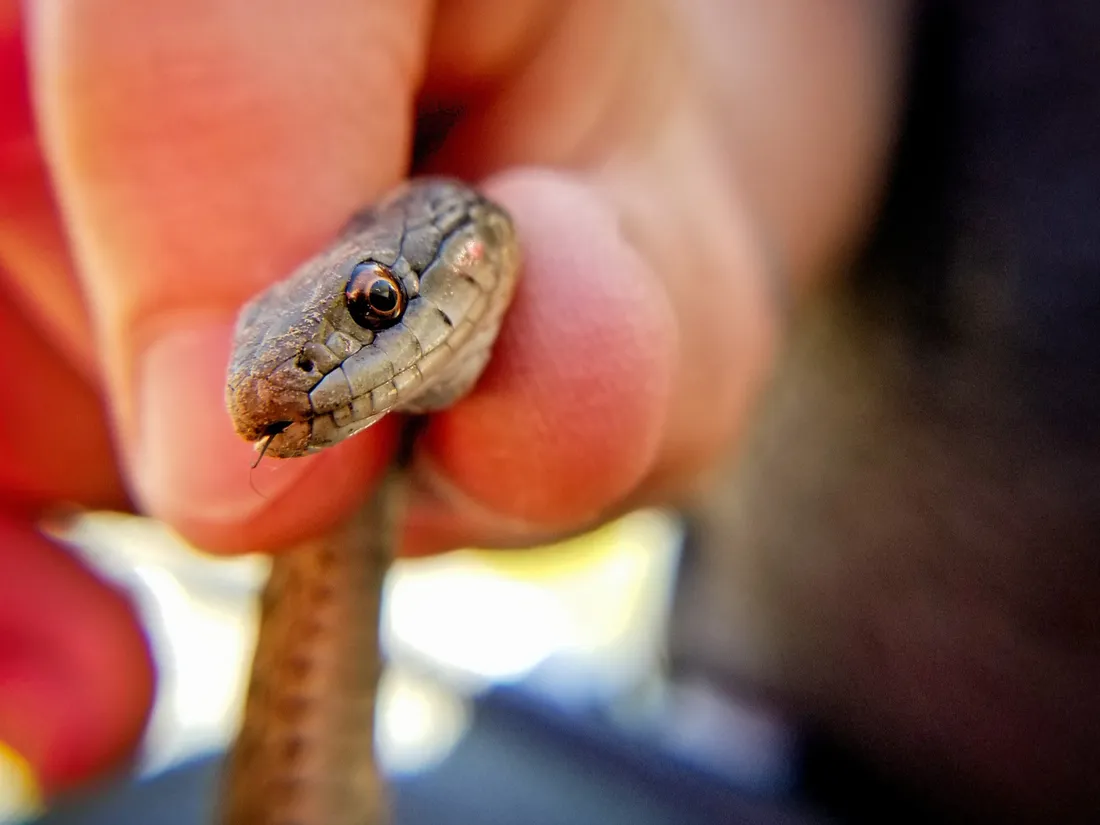 Quand une simple douche se transforme en cauchemar avec un serpent ! 