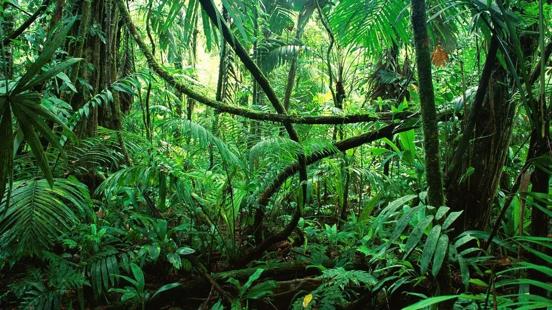 forêt amazonienne 