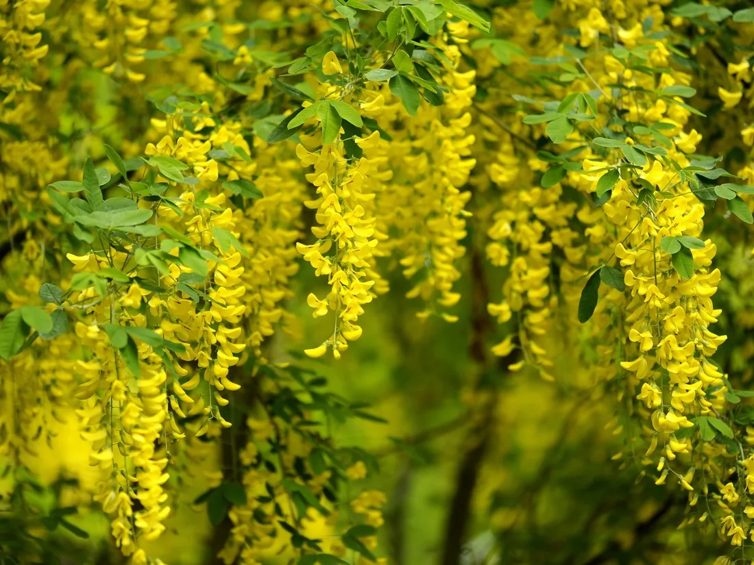 Attention, voici de la Cytise, que l'on reconnait à sa couleur jaune !