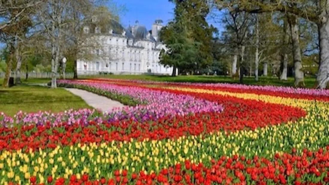 500 000 tulipes dans les jardins de Cheverny