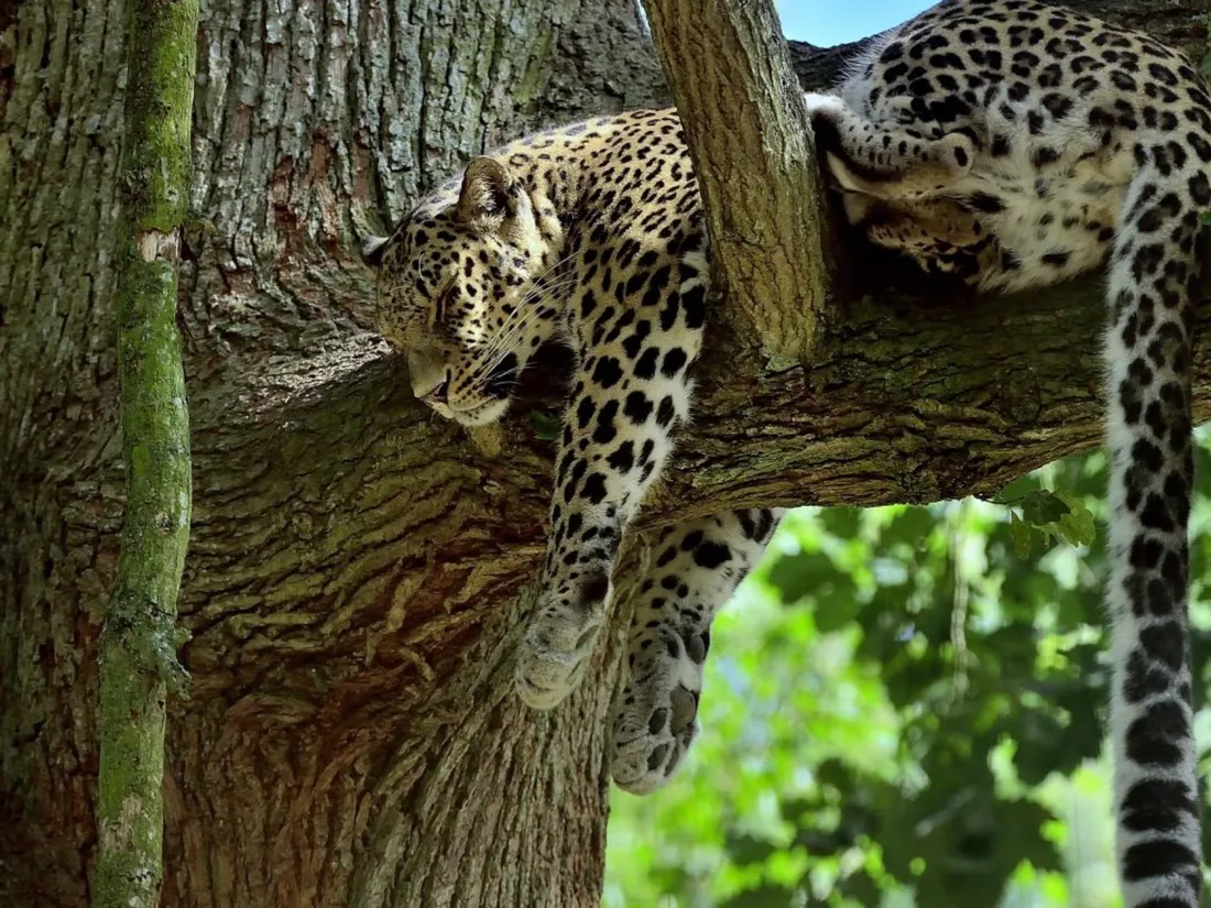 panthère sri lanka