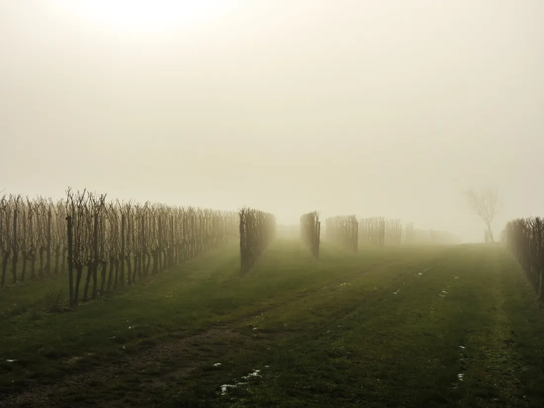 Vignes froid 