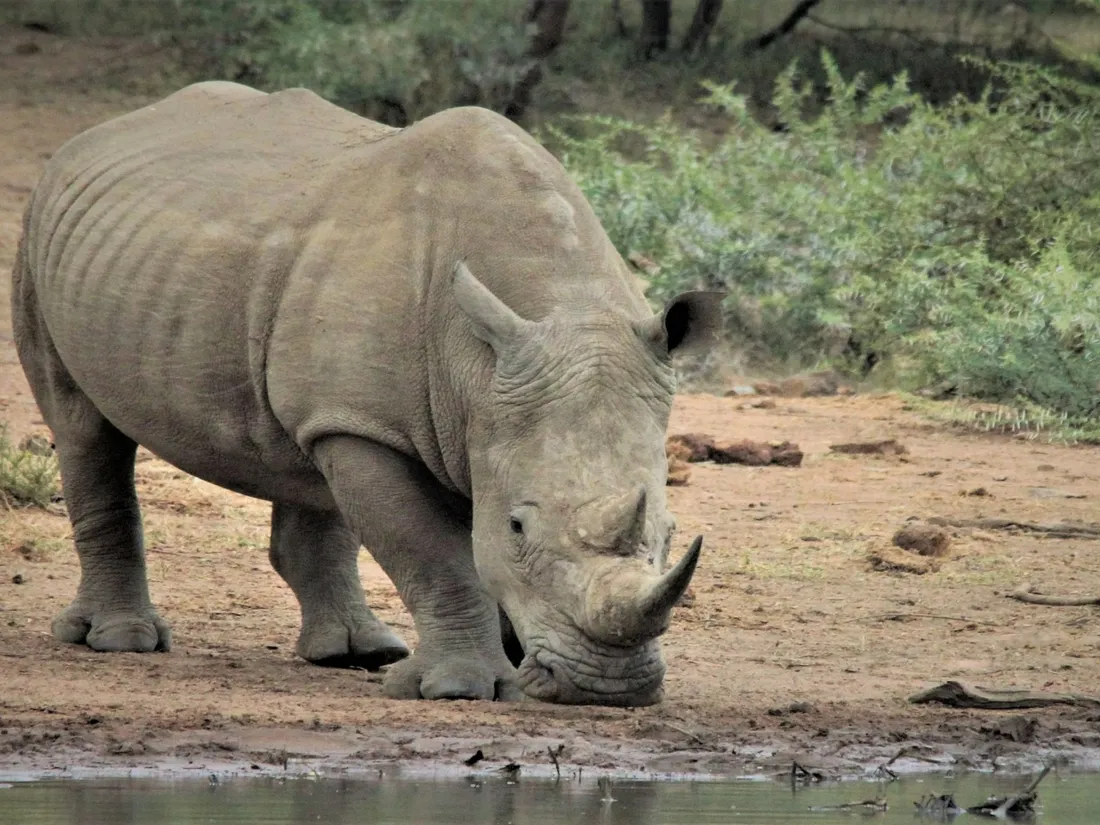 Thoiry : bientôt un troisième rhinocéros blanc dans le parc
