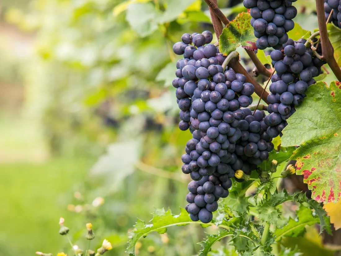 Les vignerons en colère défileront ce 6 décembre à Bordeaux