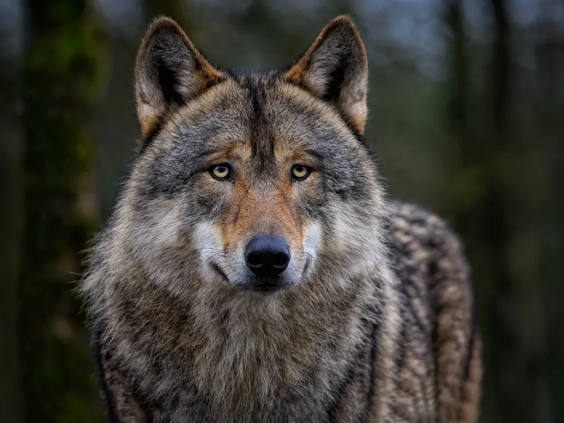 loup 