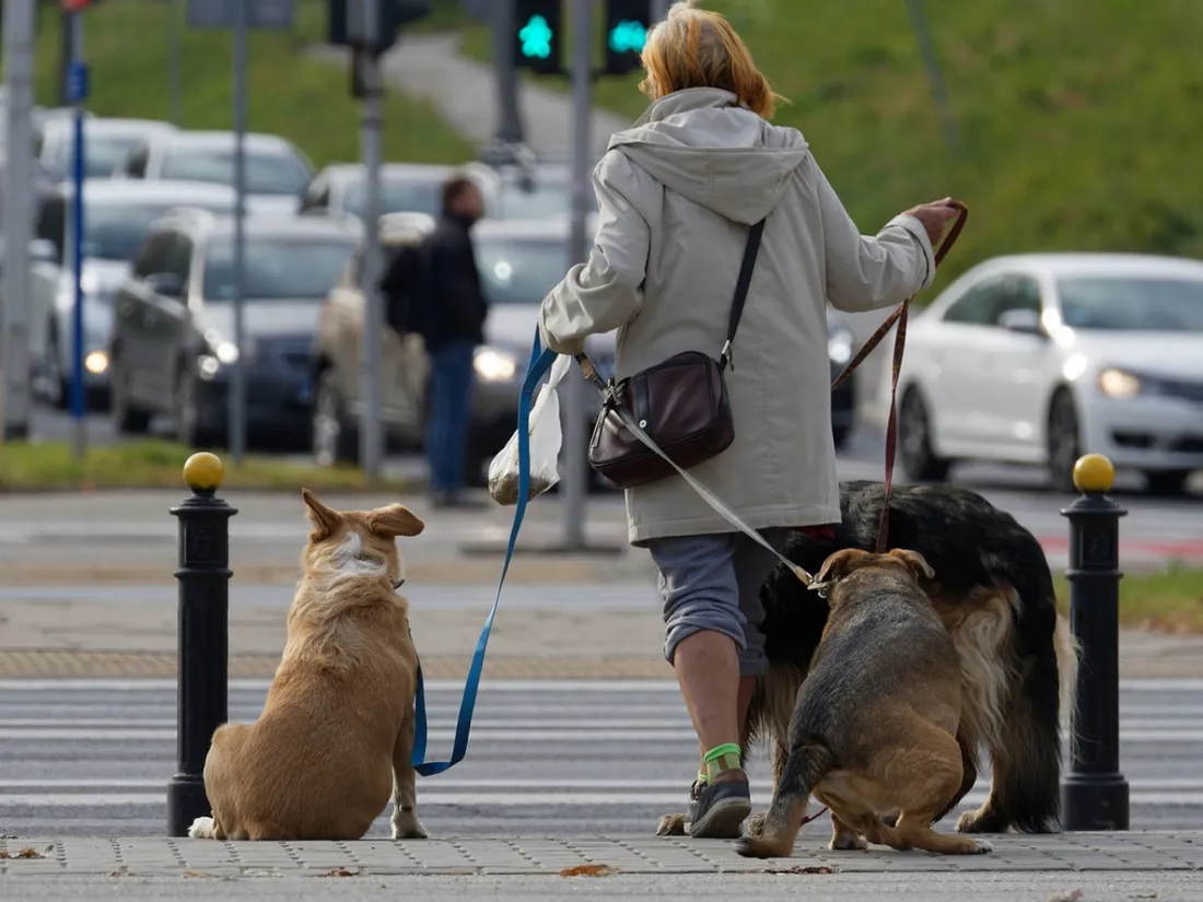 Chiens