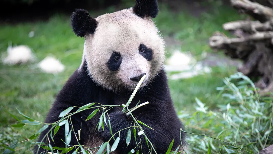 Le panda Yuan Meng a quitté le ZooParc de Beauval 