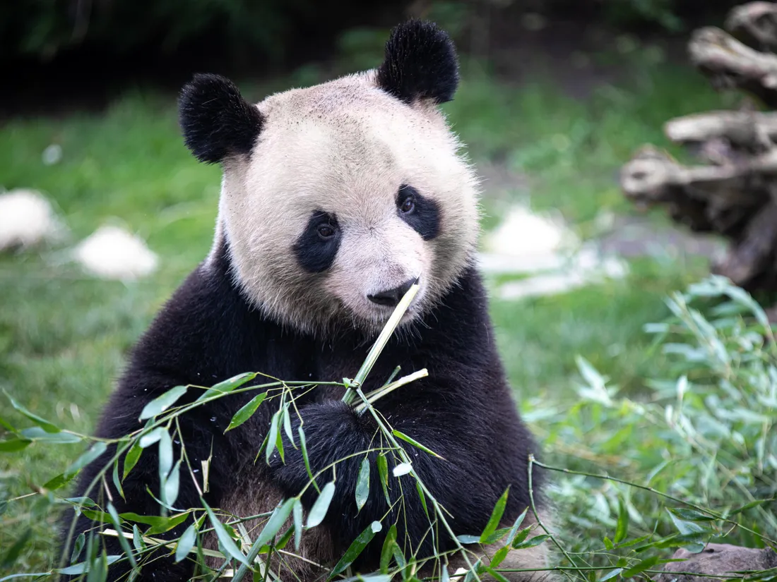 Le panda Yuan Meng a quitté le ZooParc de Beauval 