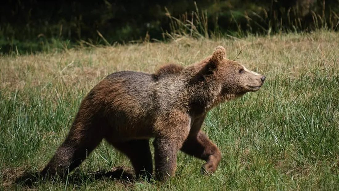 Un ours.