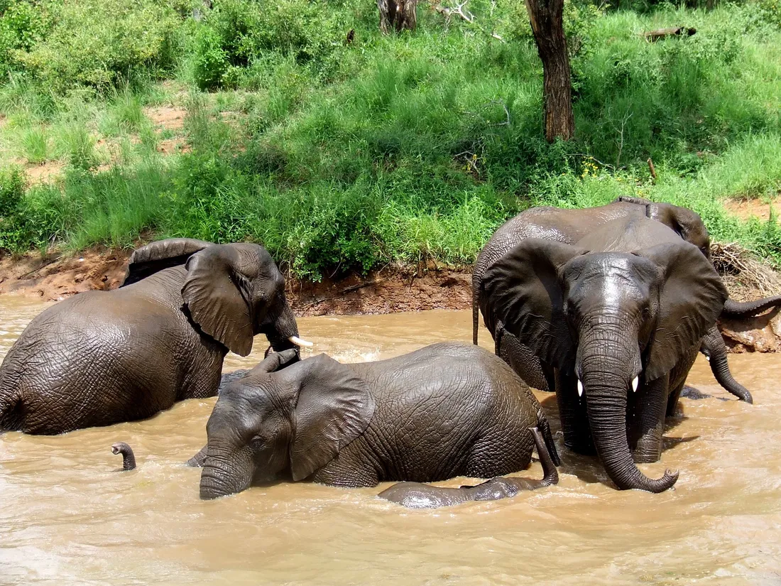 Elephant dans un parc naturel d'Afrique du Sud 