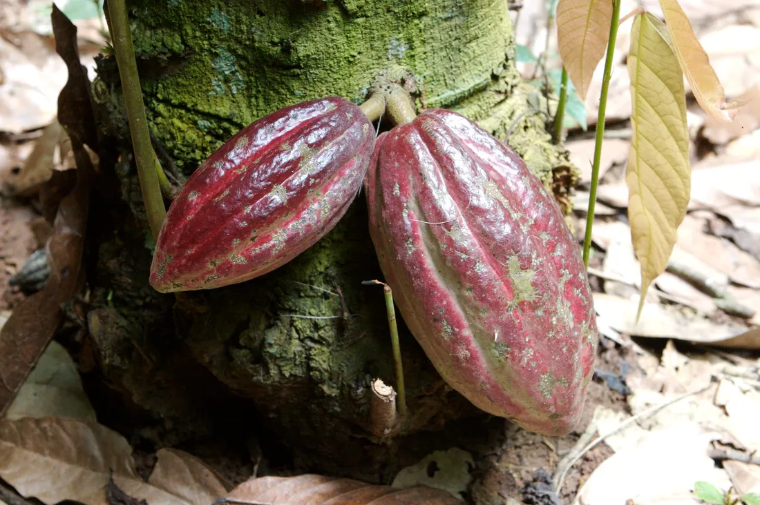 Le Ghana est le second producteur mondial de cacao 