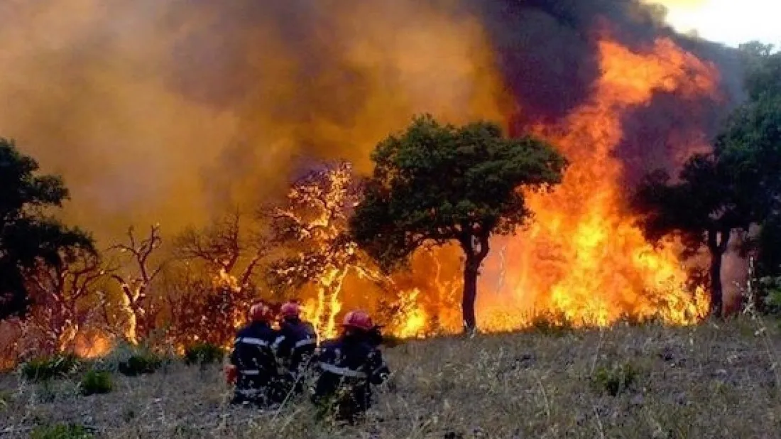 Des feux de forêts en Algérie 