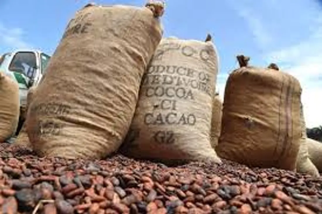Gestion Covid19 : 17 milliards de Francs CFA pour soutenir les Producteurs ivoiriens de Cacao-Café
